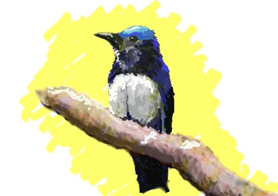 オオルリ