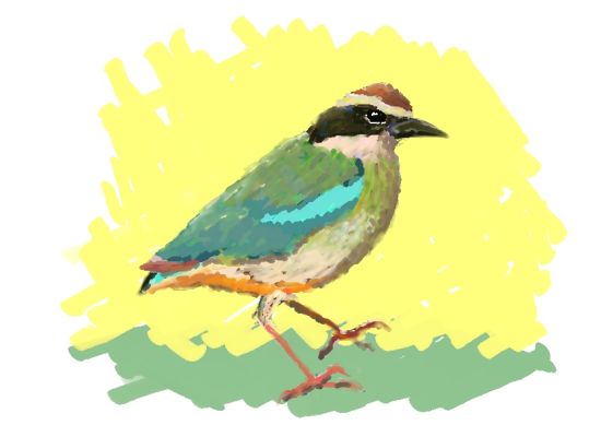 ヤイロチョウ