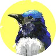 オオルリ
